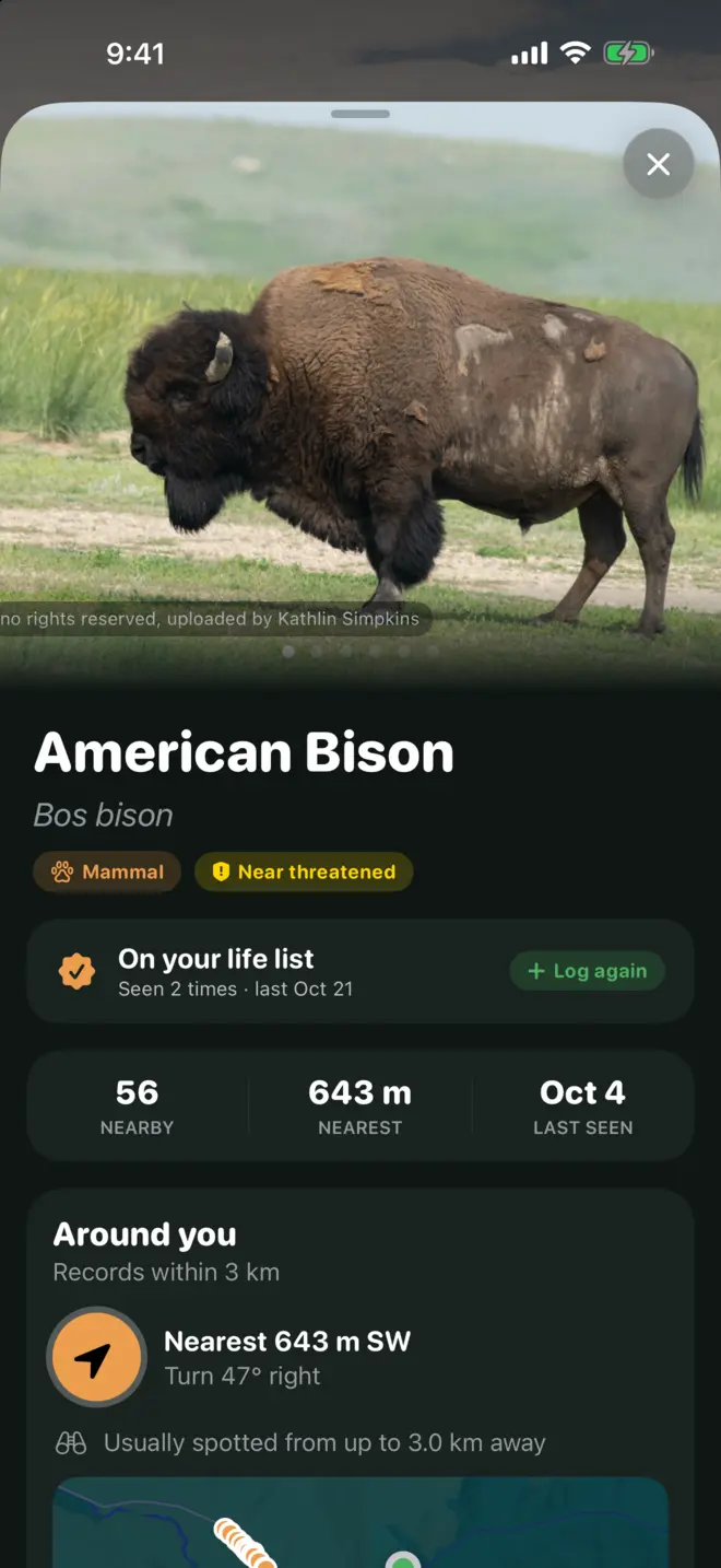 American bison field guide page with conservation status and nearby record counts